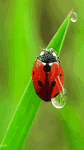 pic for wet insect